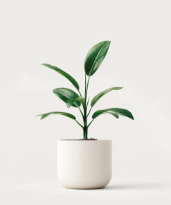 product 04